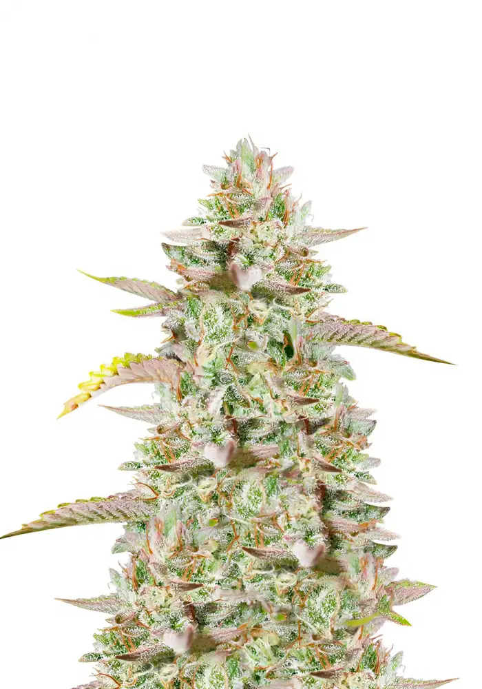 Gelato Auto