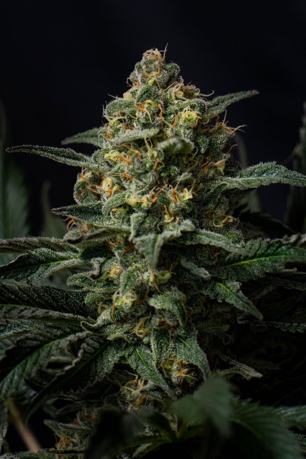 Northern Lights Autoflower Strain Info / Northern Lights Autoflower