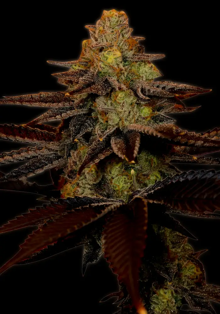 Blue Cheese