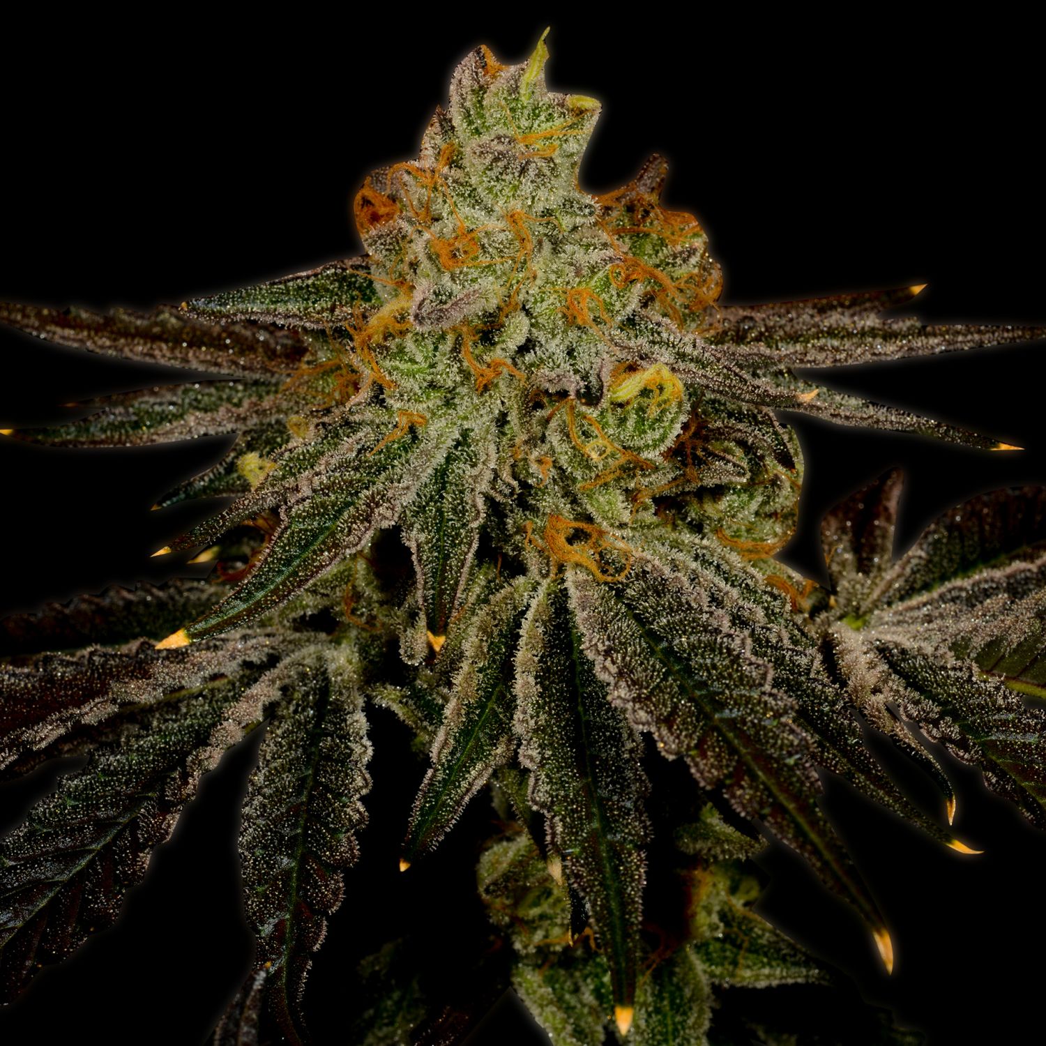 Blueberry Kush Strain Info / Blueberry Kush Weed By Premium Cultivars