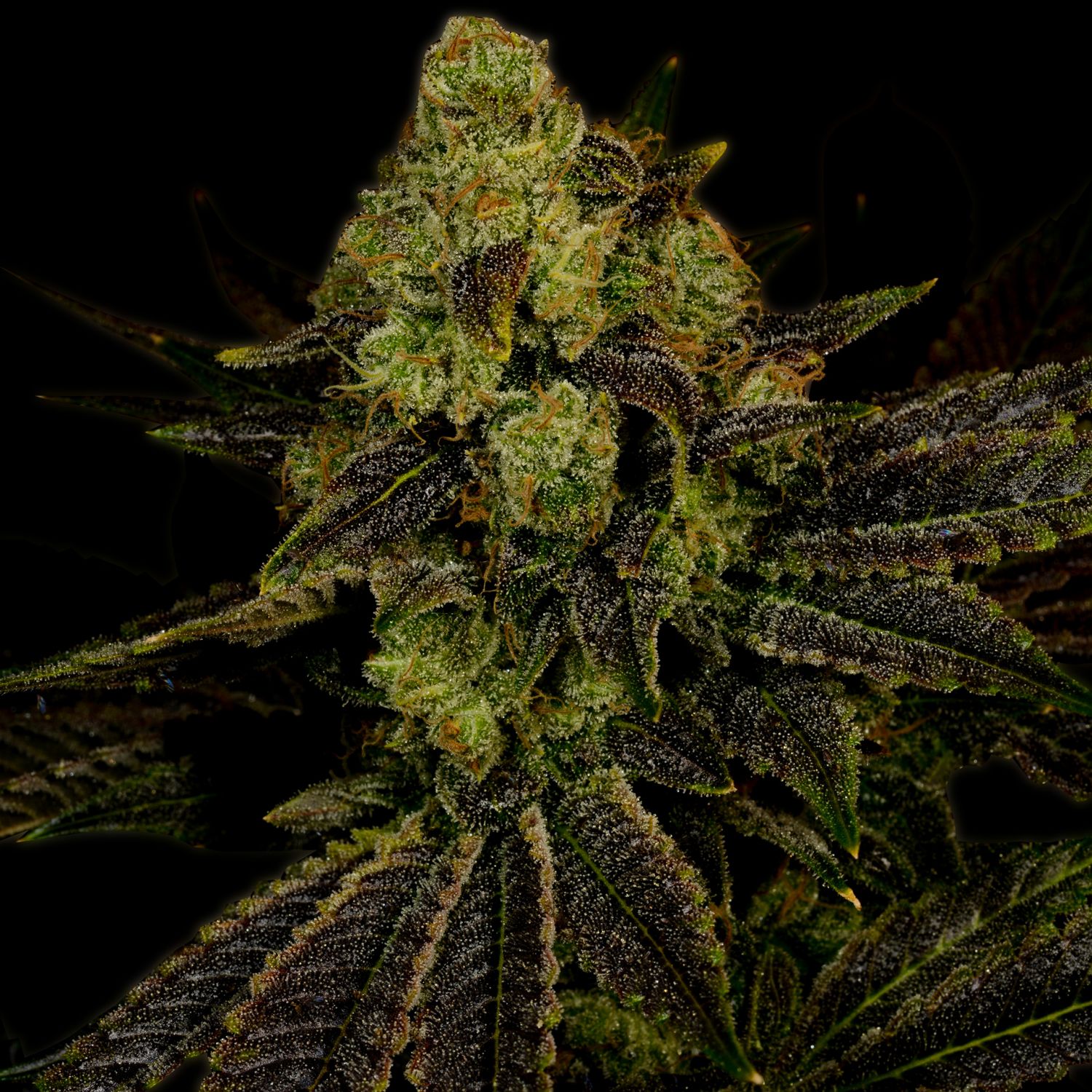 blueberry-premium-cultivars-strain-info-growdiaries