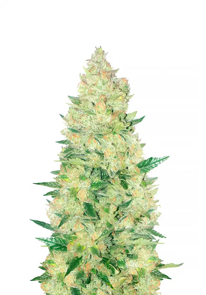 Zkittlez Auto