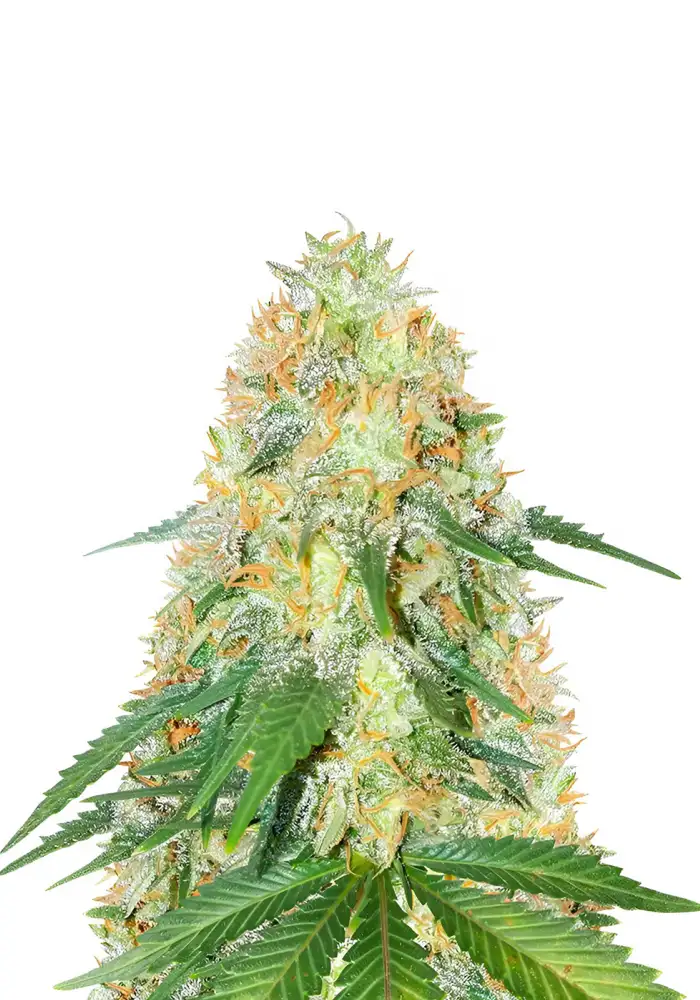 OG Kush Fast Version
