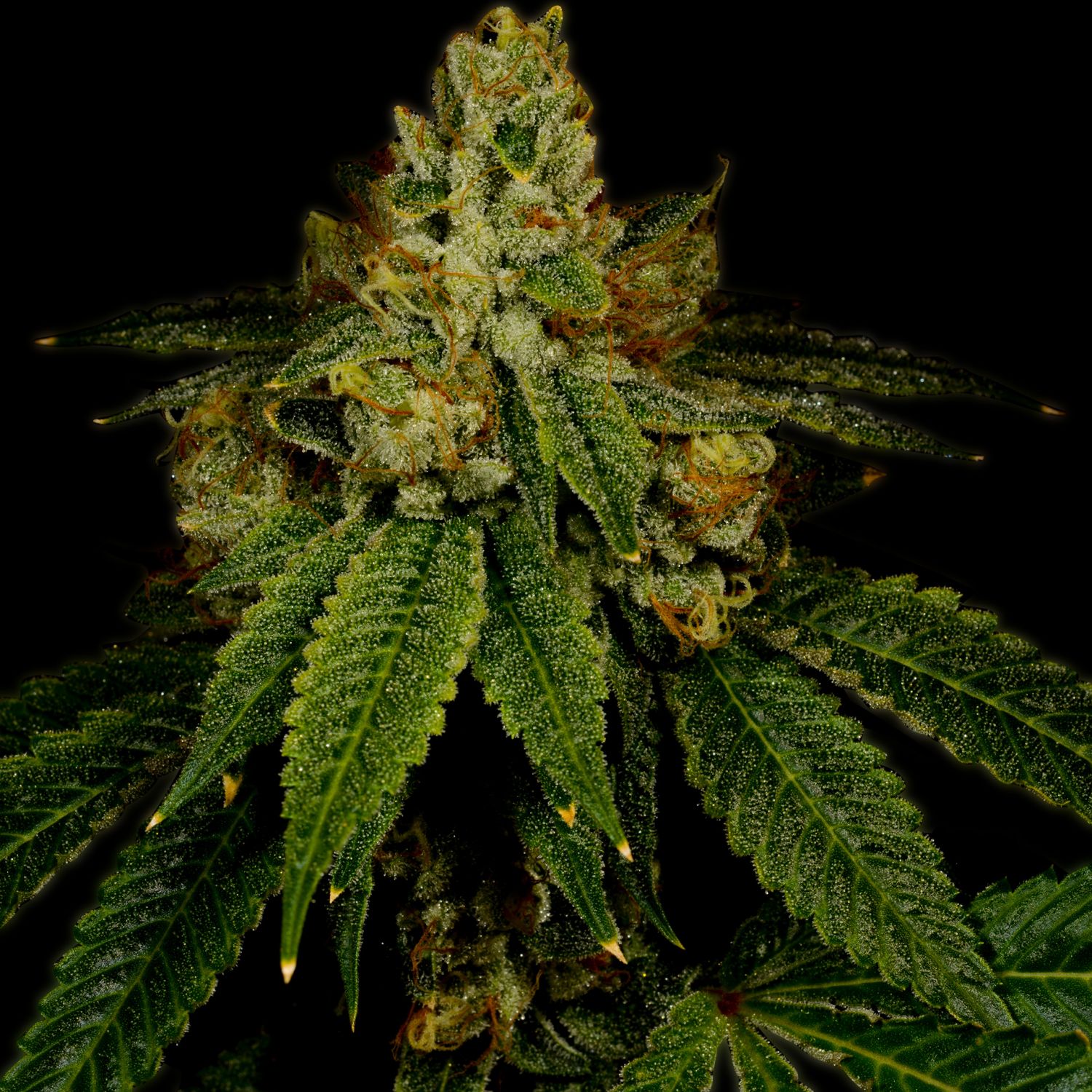 Girl Scout Cookies Autoflower Strain Info / Girl Scout Cookies