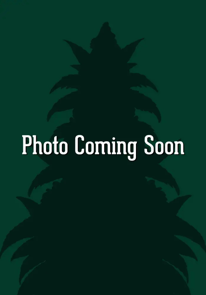 Mimosa Zkittlez Auto