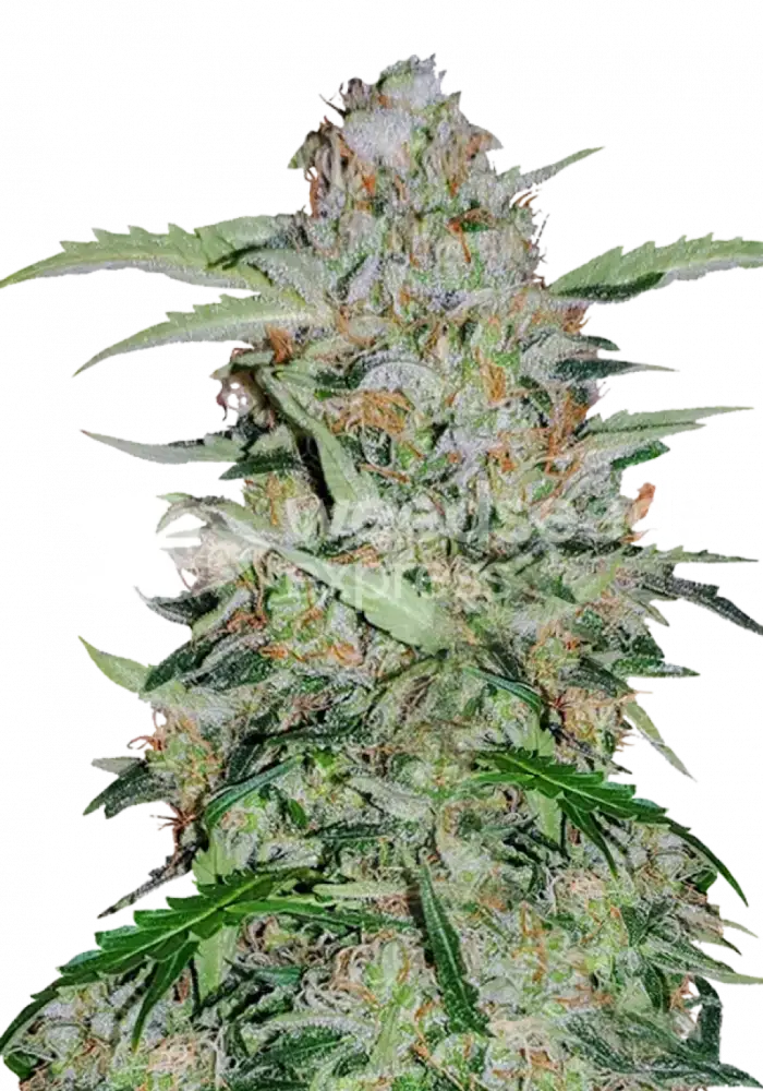 GMO Cookies feminized seeds