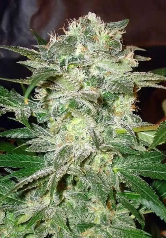 Mazar Kush