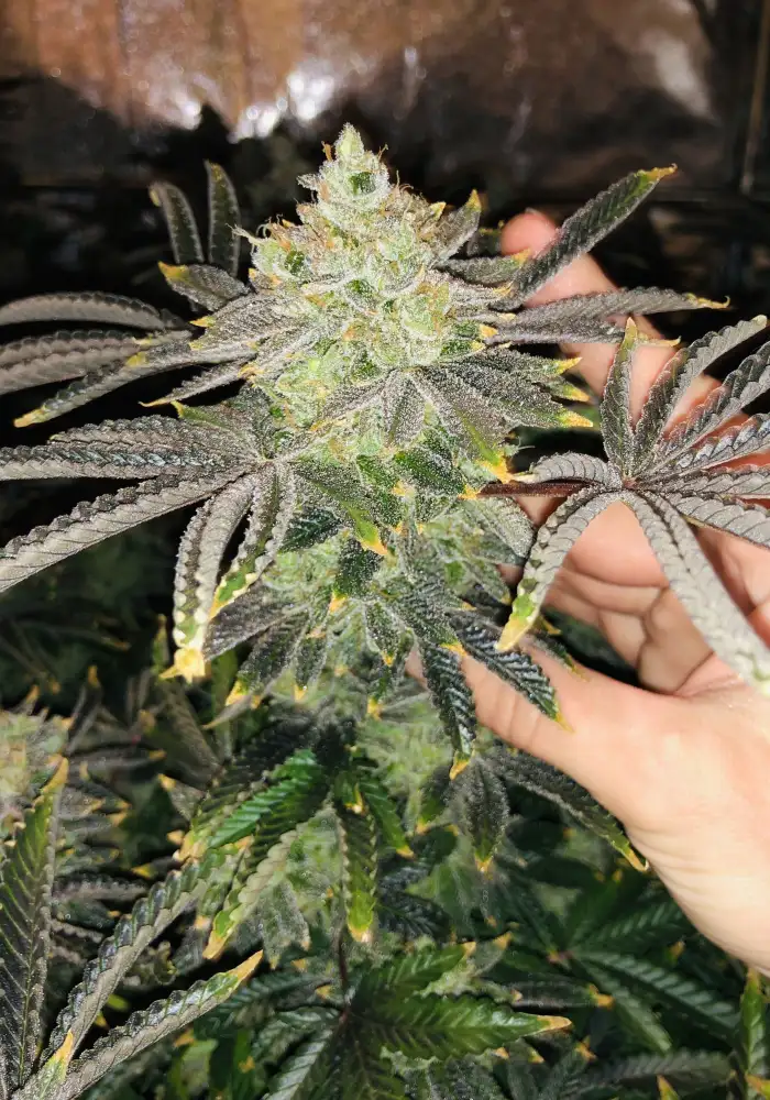 Fruit Gum