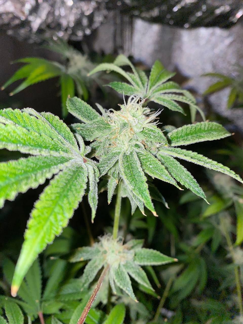 Candy House Strain Info / Candy House Weed By UKHTA GrowDiaries