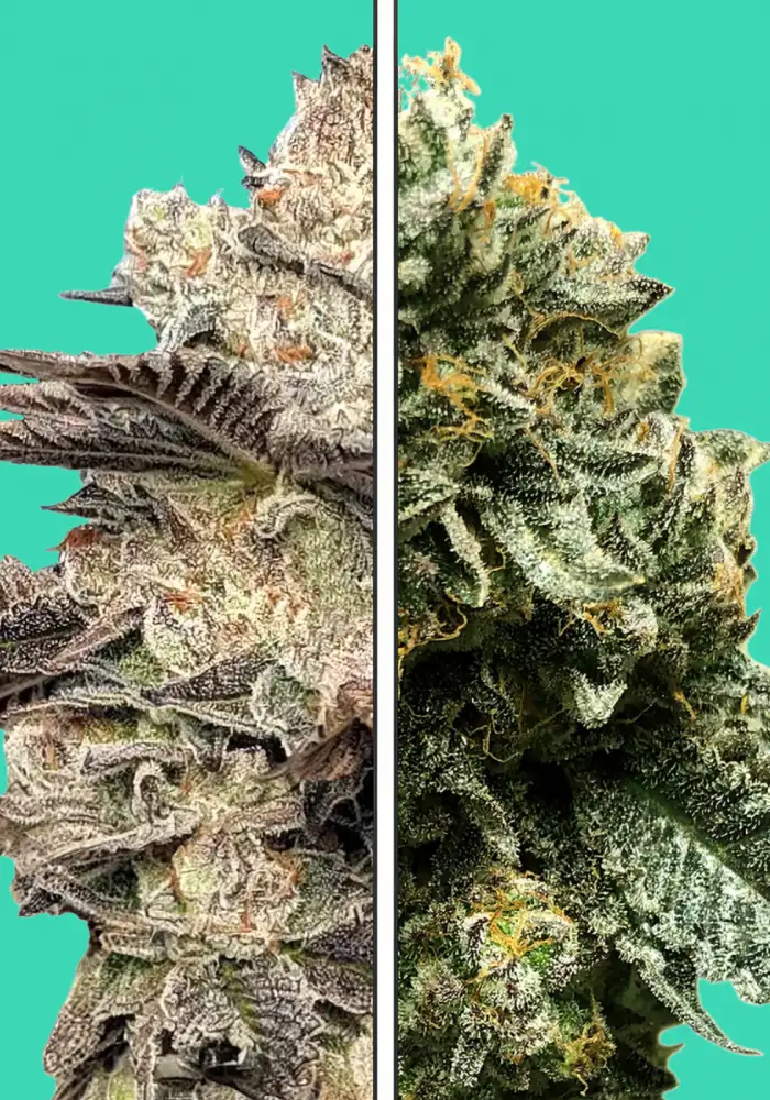 Melonade x Gelato 41