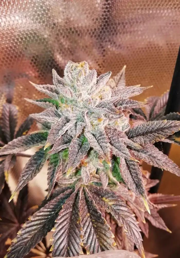 Zhead