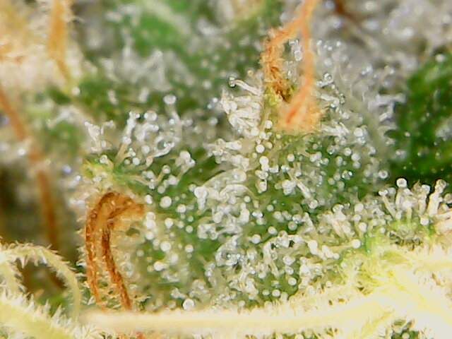 Brazil Amazonia Strain Info / Brazil Amazonia Weed By World of Seeds