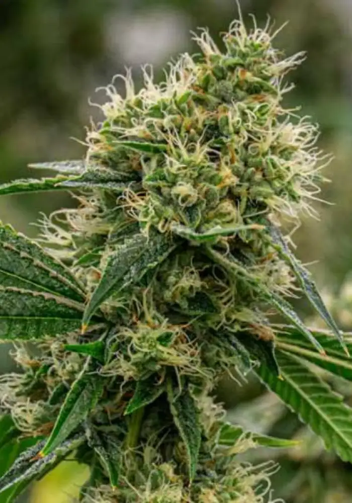 Scrambler Haze