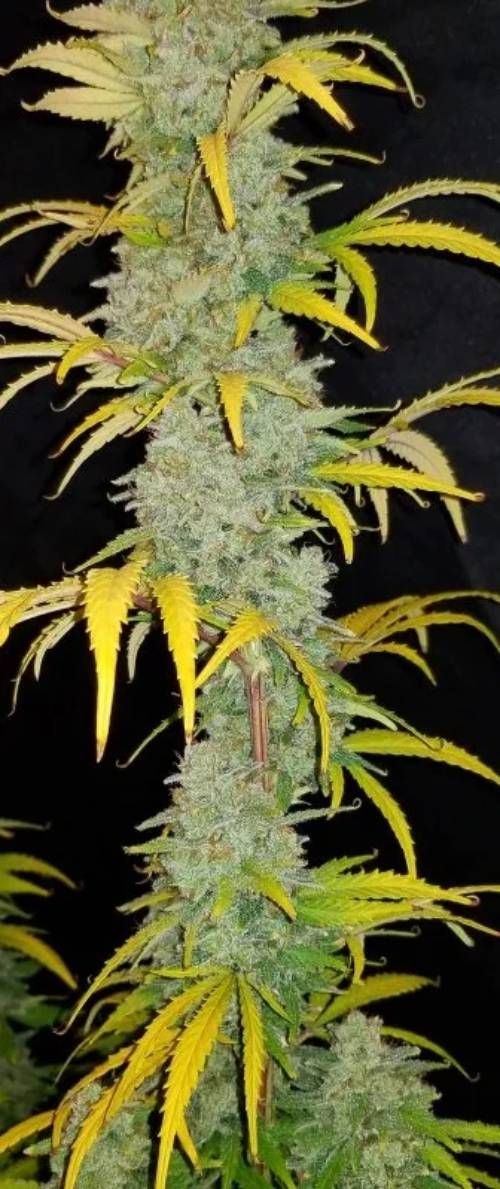 Tangerine Dream Strain Info / Tangerine Dream Weed By NukeHeads