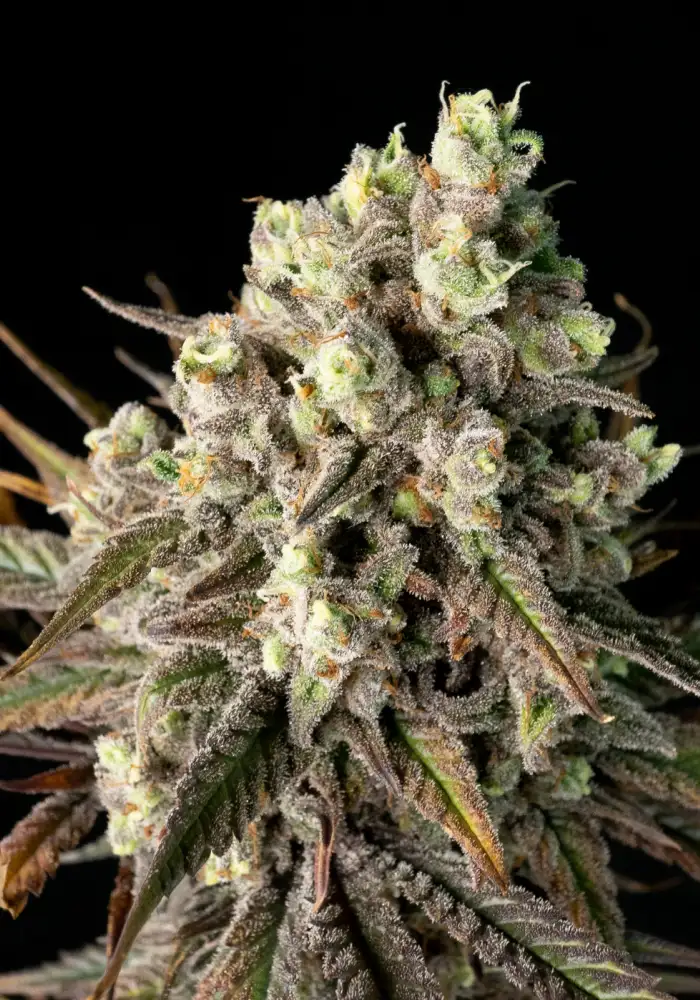 Blue Dream FAST