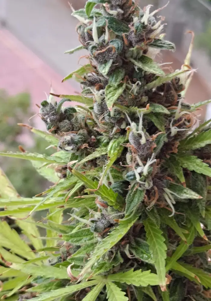 BlueBerry Auto