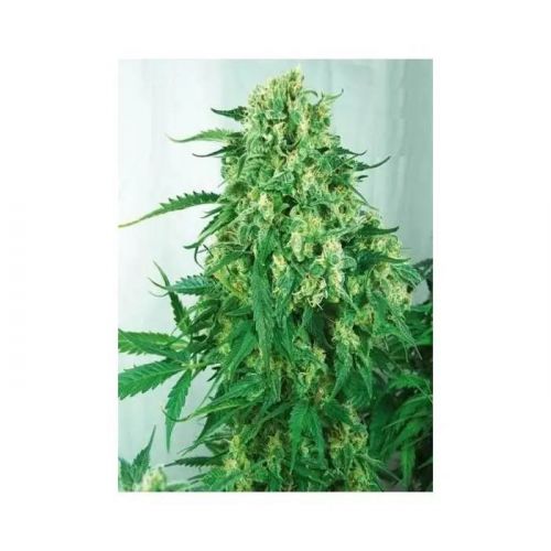 Caramel Strain Info / Caramel Weed By Eurogrow GrowDiaries