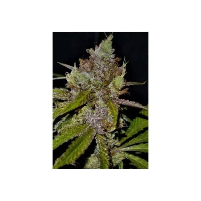 Gelato 33 Strain Info / Gelato 33 Weed By Eurogrow GrowDiaries