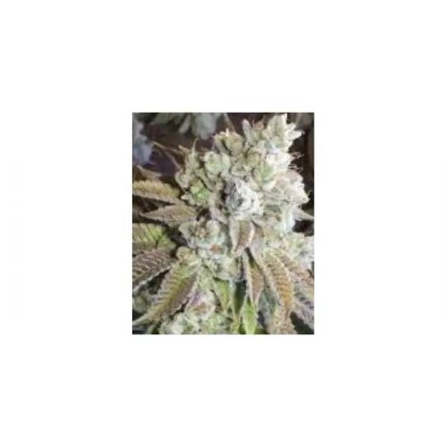 Wedding Cake Strain Info / Wedding Cake Weed By Eurogrow - GrowDiaries
