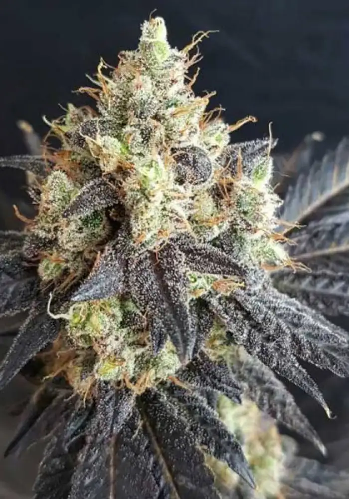 Mighty Grape
