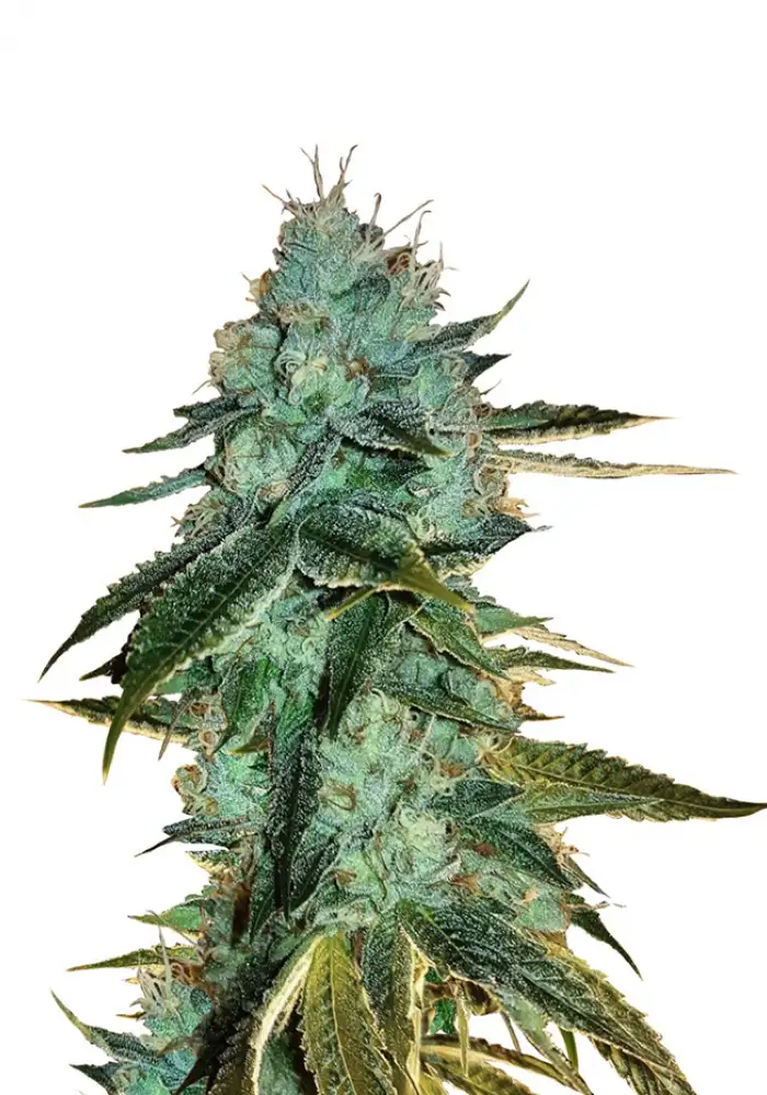 Auto Big Bud