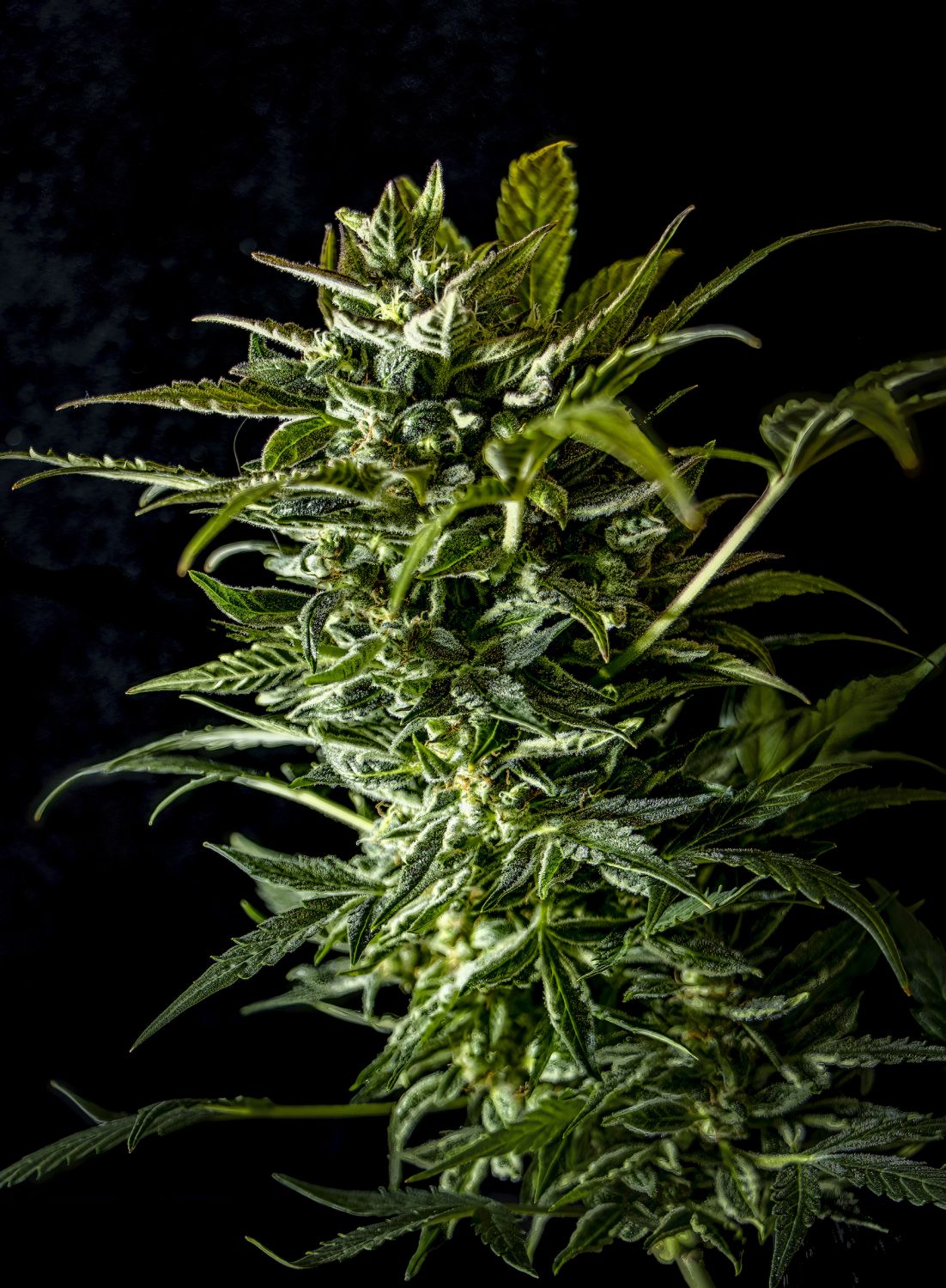 Auto AK Triple Haze Strain Info / Auto AK Triple Haze Weed By Super