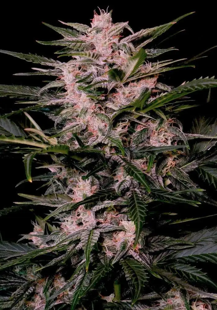 Auto AK Triple Haze
