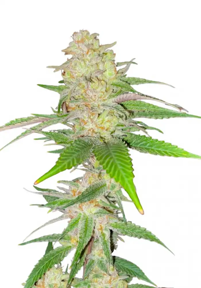 Chocolope