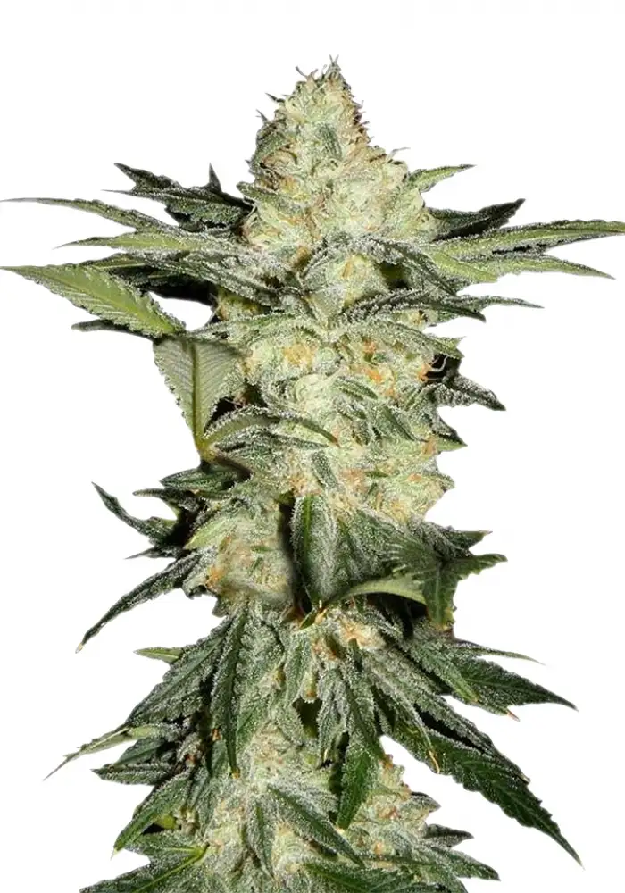 Auto Afghan