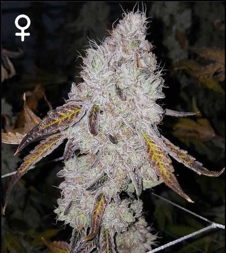 Wedding Cake Auto Strain Info / Wedding Cake Auto Weed By Green Point ...