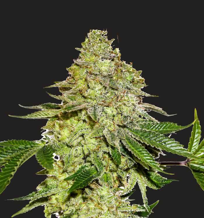 Queen of Sheba Strain Info / Queen of Sheba Weed By President Seeds ...