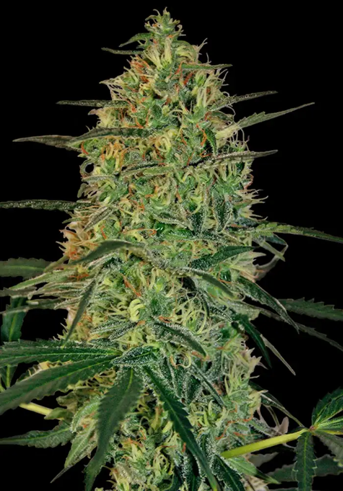 Malana Bomb Auto