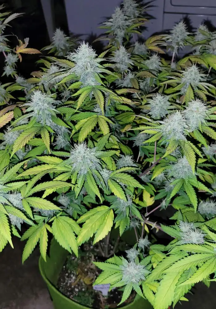 Grandpa’s Stash* x Lilac Diesel #22