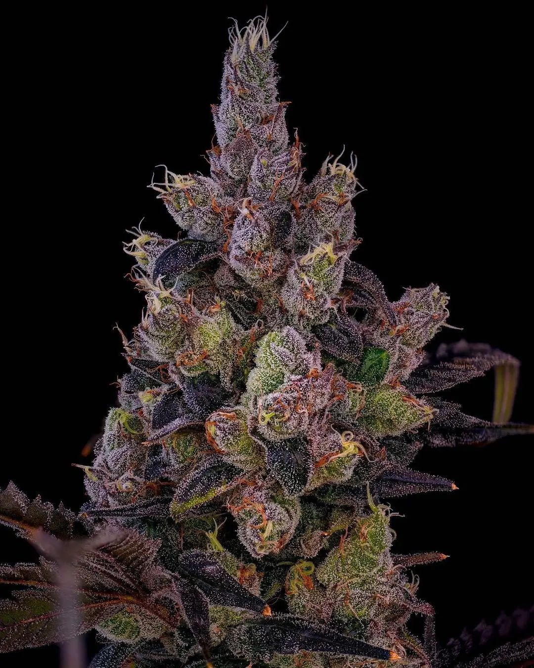 The Fizz Strain Info / The Fizz Weed By Bloom Seed Co GrowDiaries