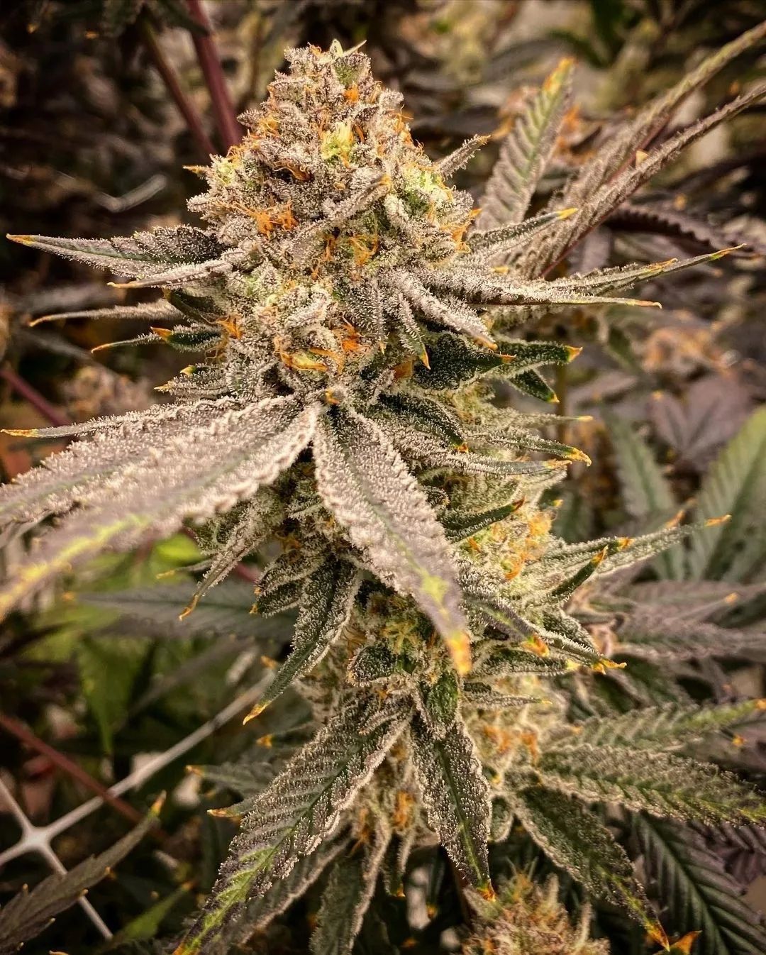 Guava Cream Strain Info / Guava Cream Weed By Bloom Seed Co GrowDiaries