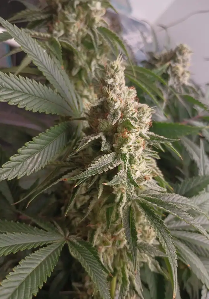 Peach Crescendo F1 x Grandpa’s Stash #12