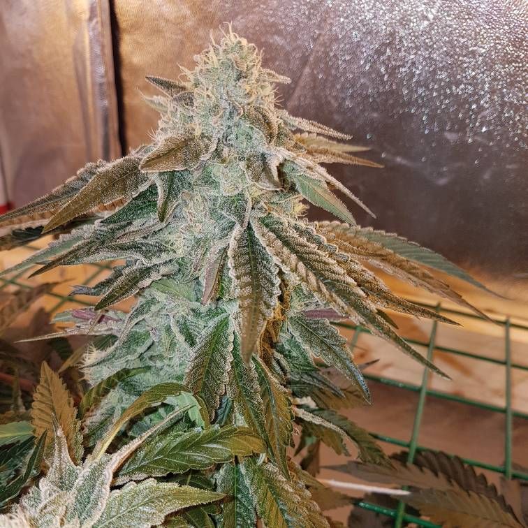 Zkittlez x Kush Mints 11 Strain Info / Zkittlez x Kush Mints 11 Weed By Seed Junky