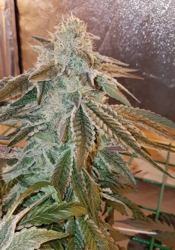 Zkittlez x Kush Mints #11