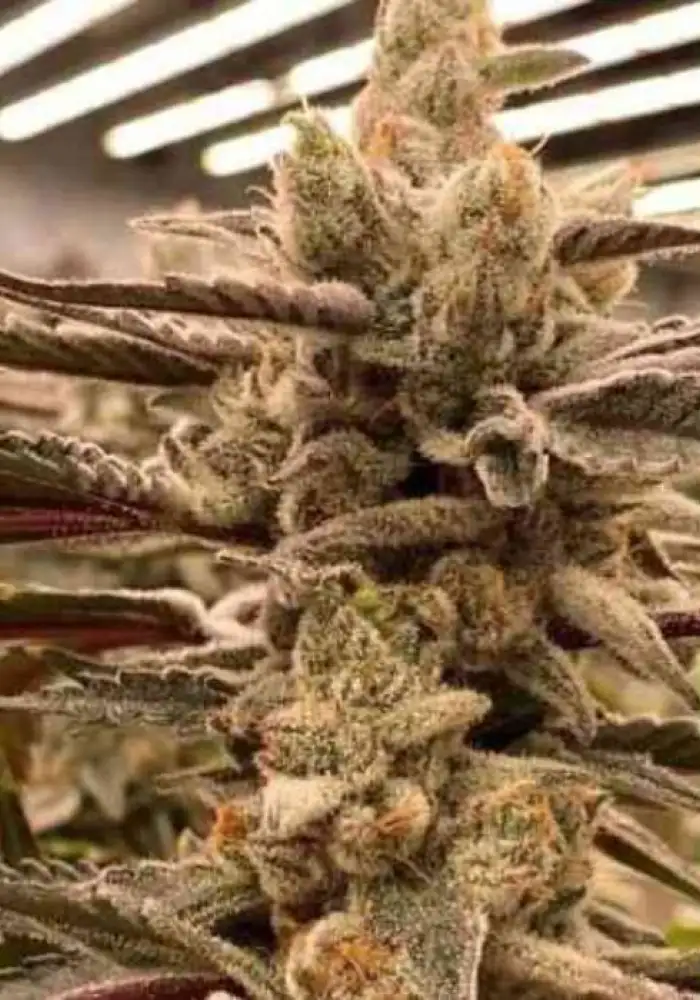 King Kush Breath