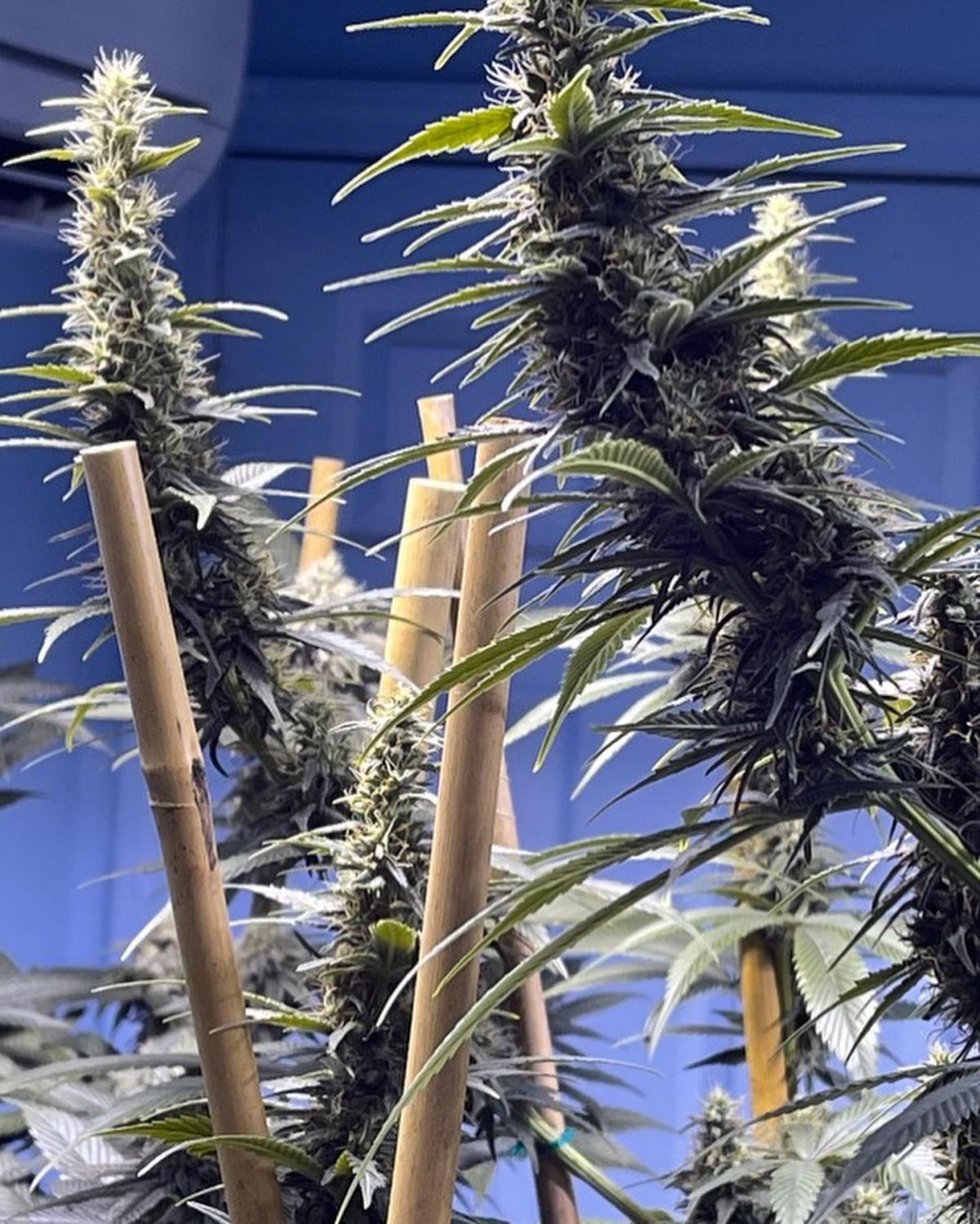 Peanut Butter Skunk Strain Info / Peanut Butter Skunk Weed By Thug Pug