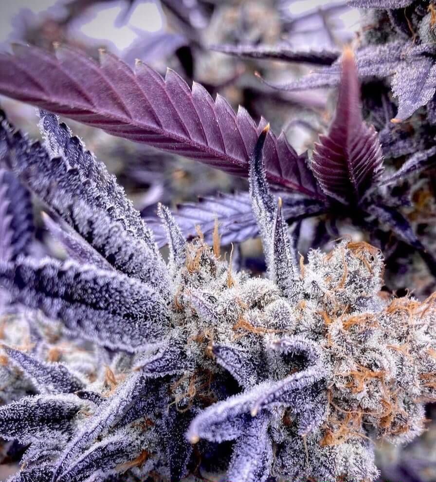 Crystal Cookies V2 Strain Info / Crystal Cookies V2 Weed By In House