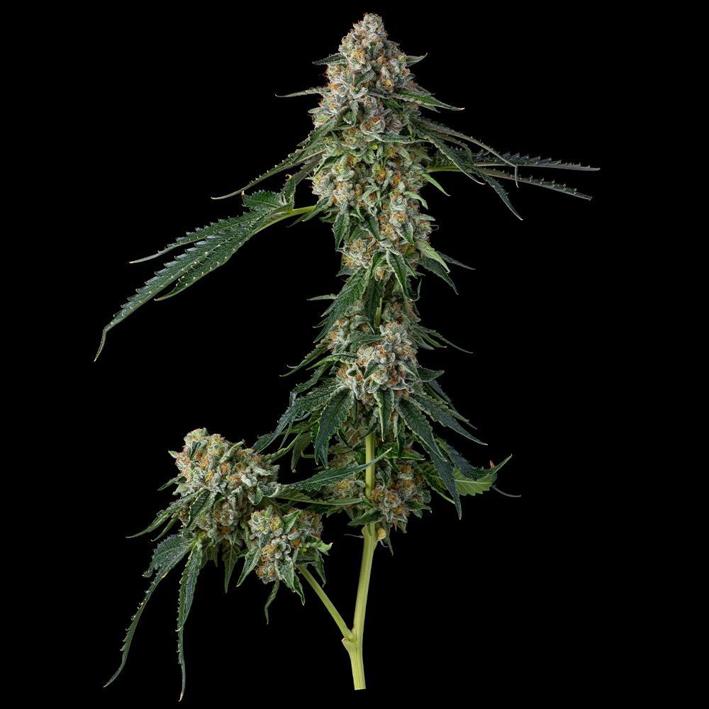 Pave Strain Info / Pave Weed By Compound