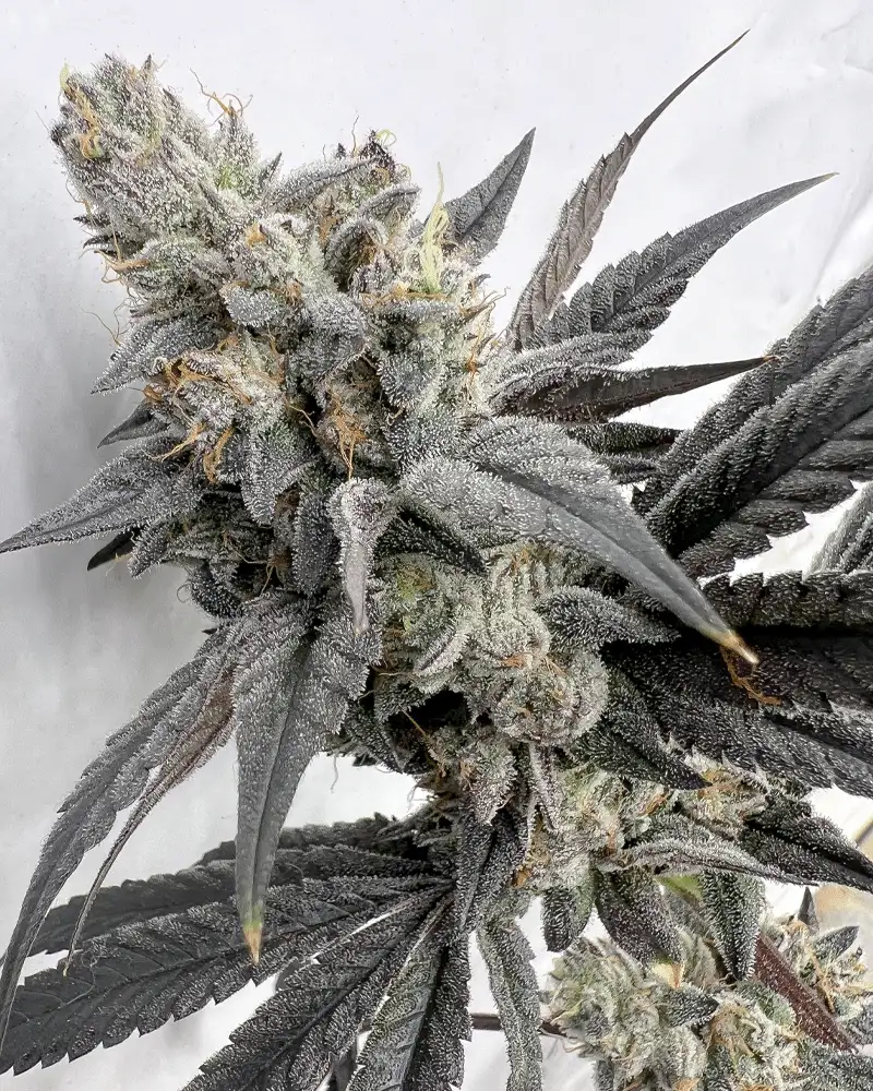 Mega Mind Seeds by Solfire Gardens - GrowDiaries