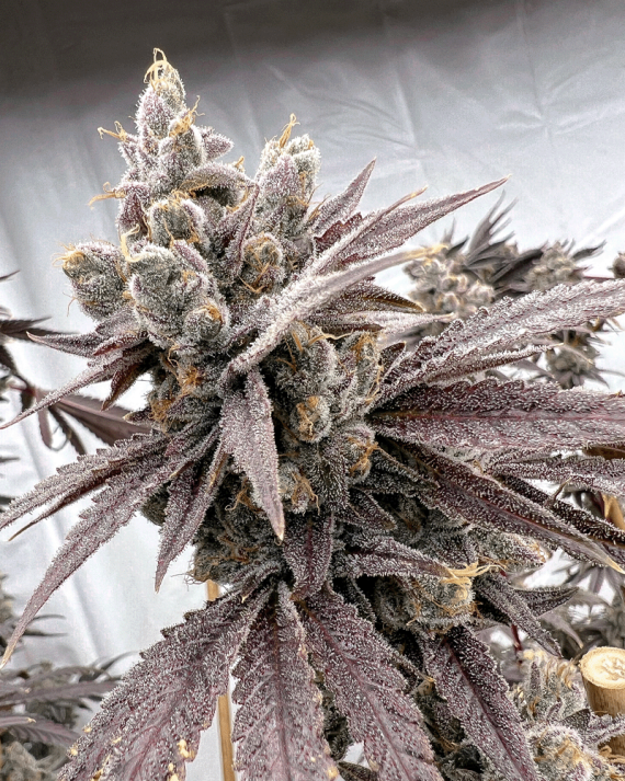 Shot Caller Strain Info / Shot Caller Weed By Solfire Gardens GrowDiaries