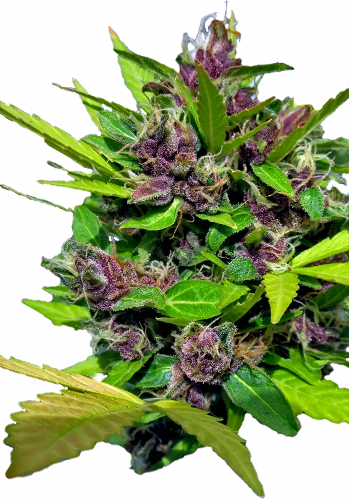 Purple Berry Auto