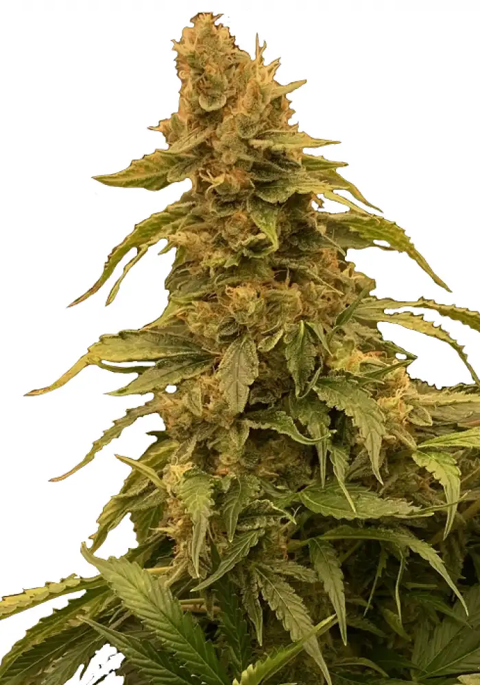 Northern Light Auto