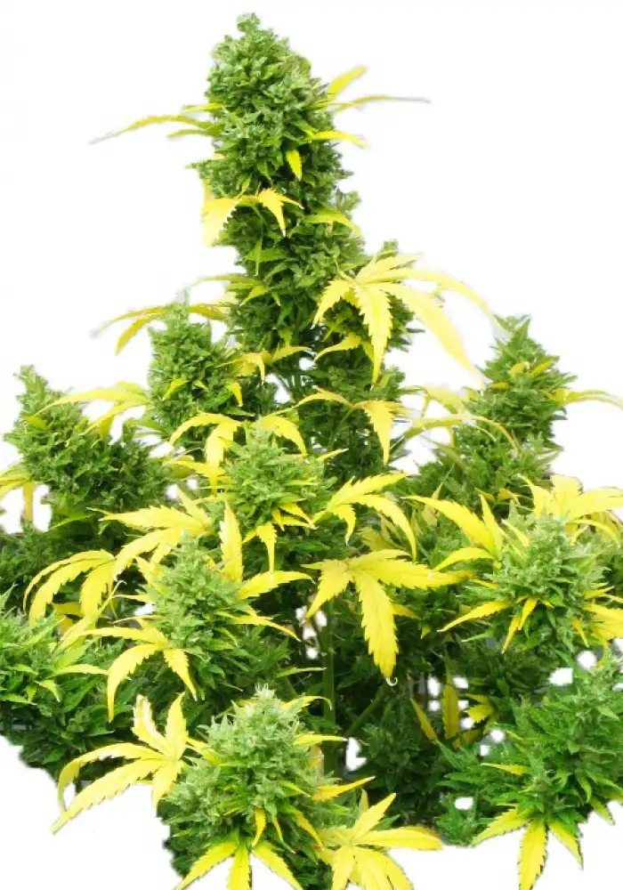 Kush Auto