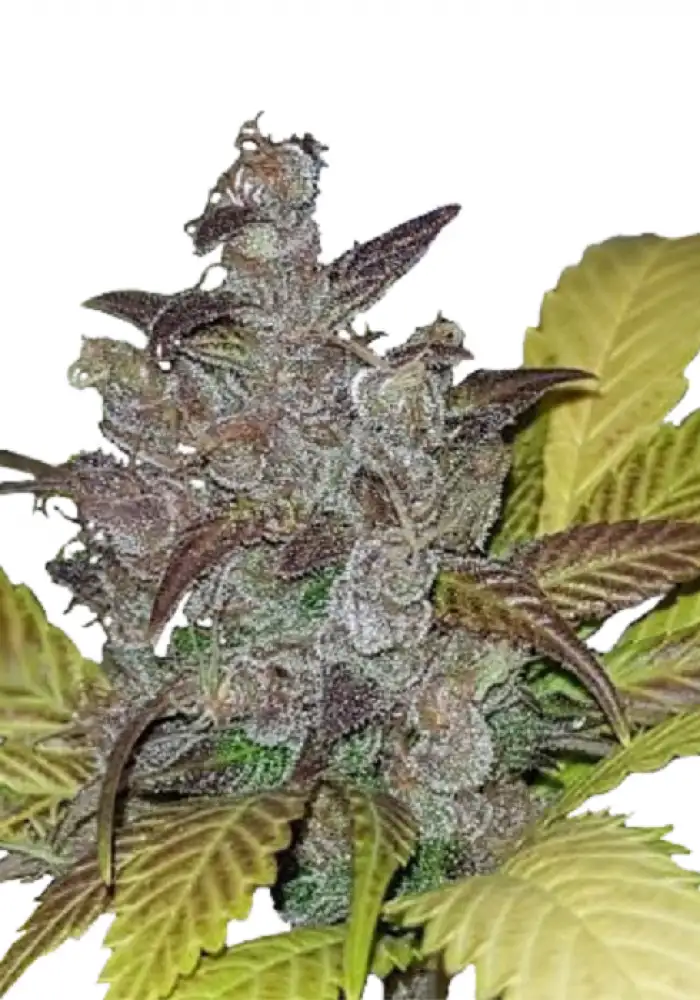 Purple OG