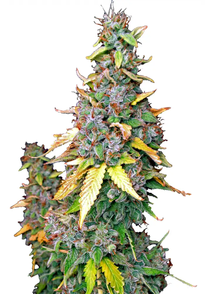 Crystal Paradise