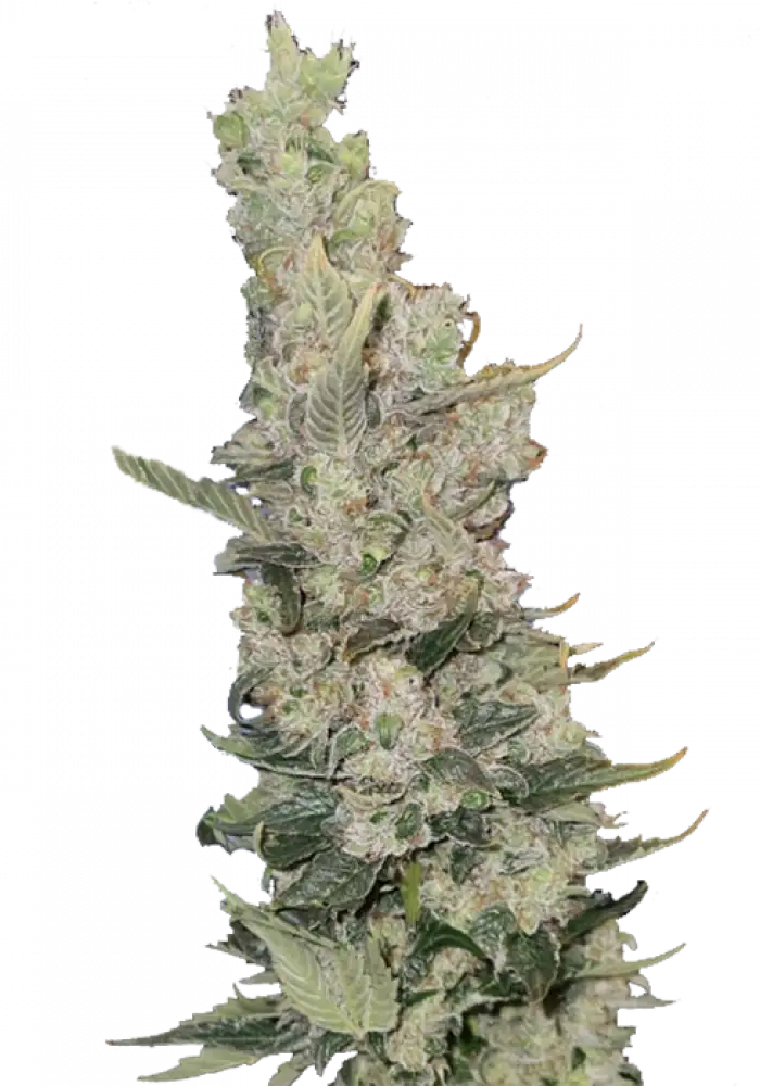 Great White Kush
